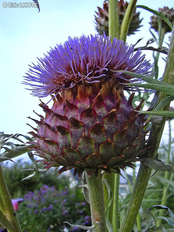  - Cynara cardunculus - 
