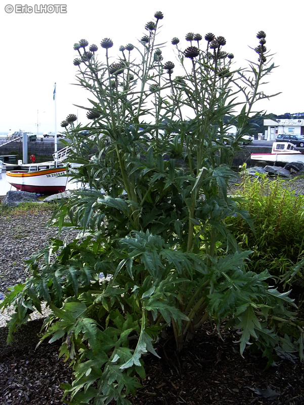  - Cynara cardunculus - 