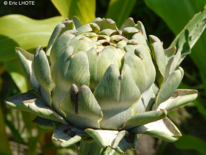  - Cynara cardunculus - 