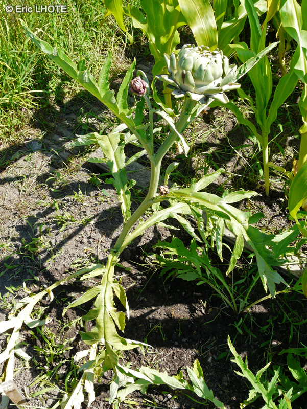  - Cynara cardunculus - 