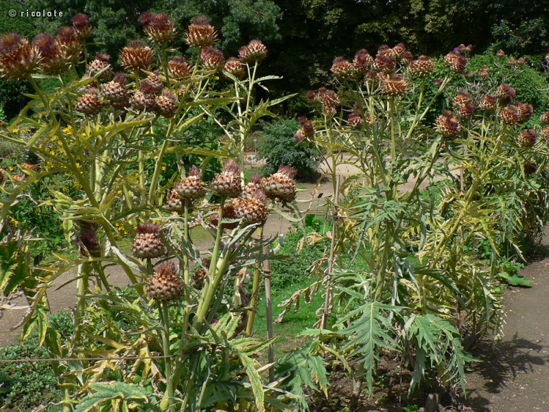  - Cynara cardunculus - 