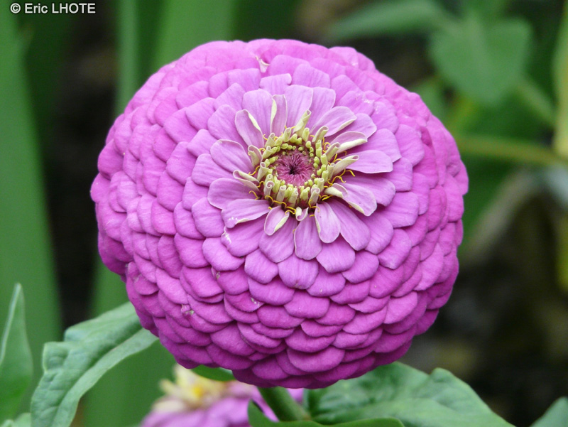  - Dahlia Pompom - 