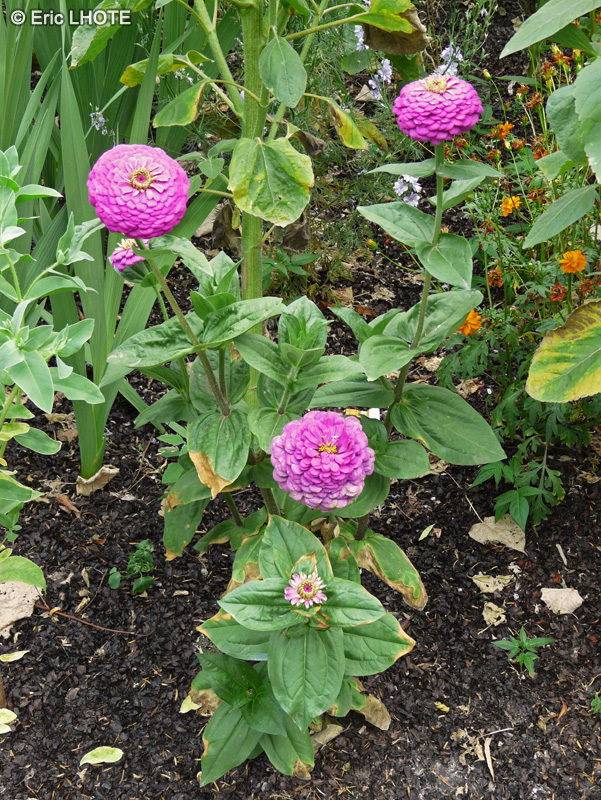  - Dahlia Pompom - 