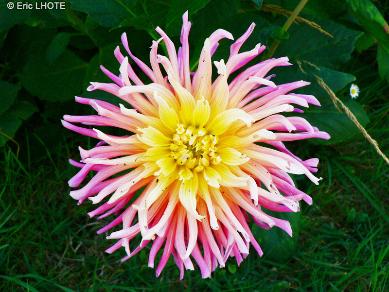  - Dahlia cactus - 