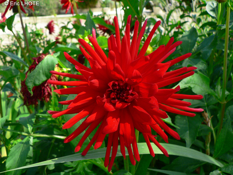 Asteraceae - Dahlia cactus - Dahlia