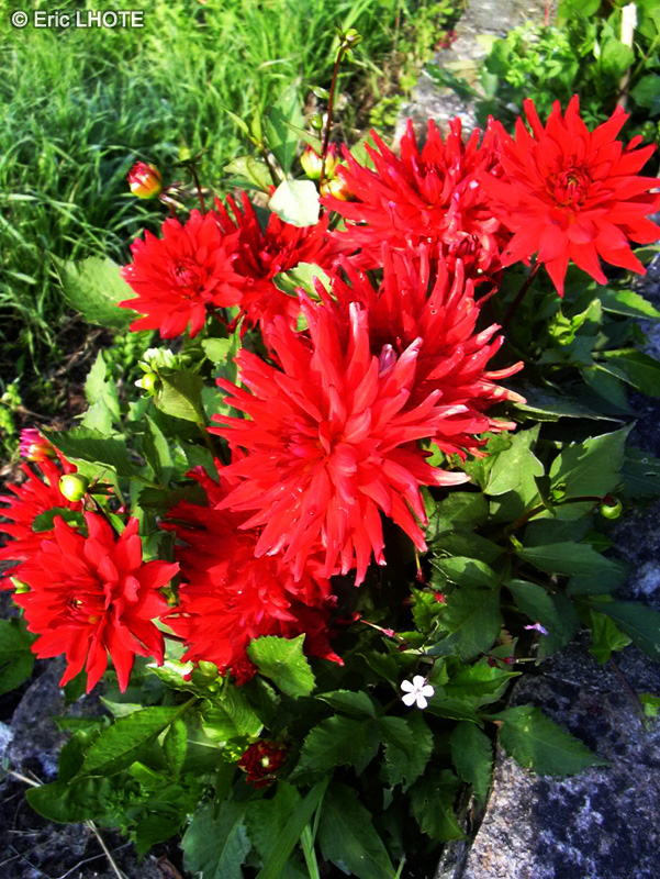 Asteraceae - Dahlia cactus Red - Dahlia