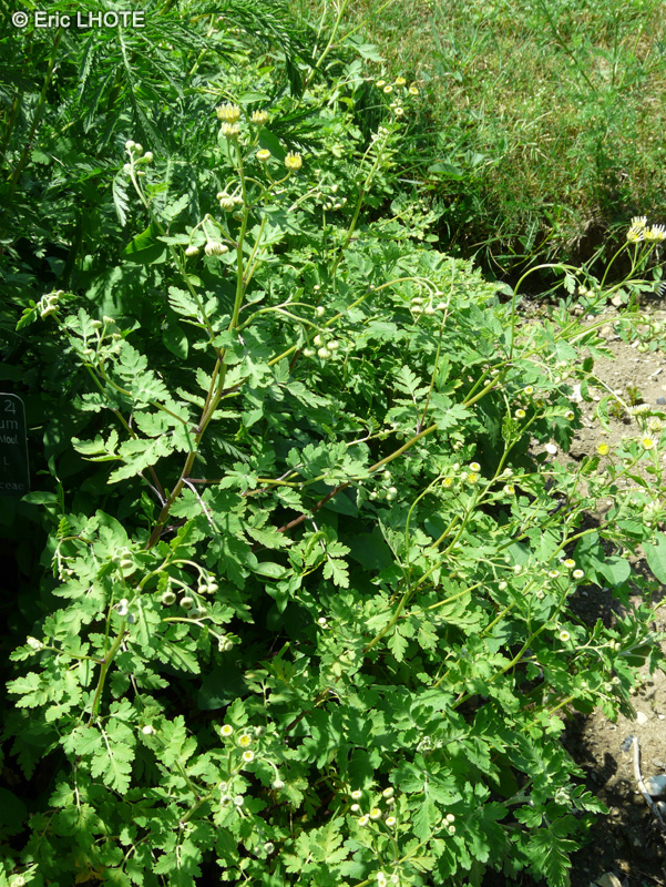 Asteraceae - Dendranthema indicum, Chrysanthemum indicum - Chrysanthème