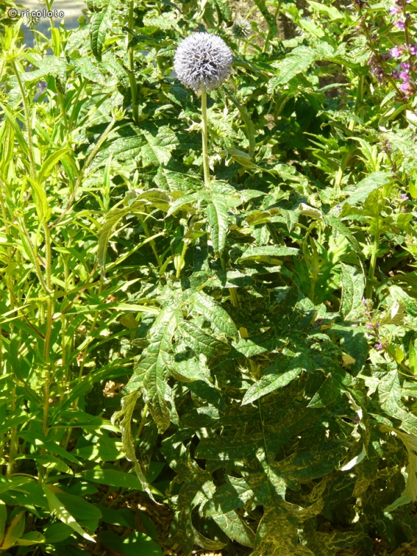  - Echinops ritro - 