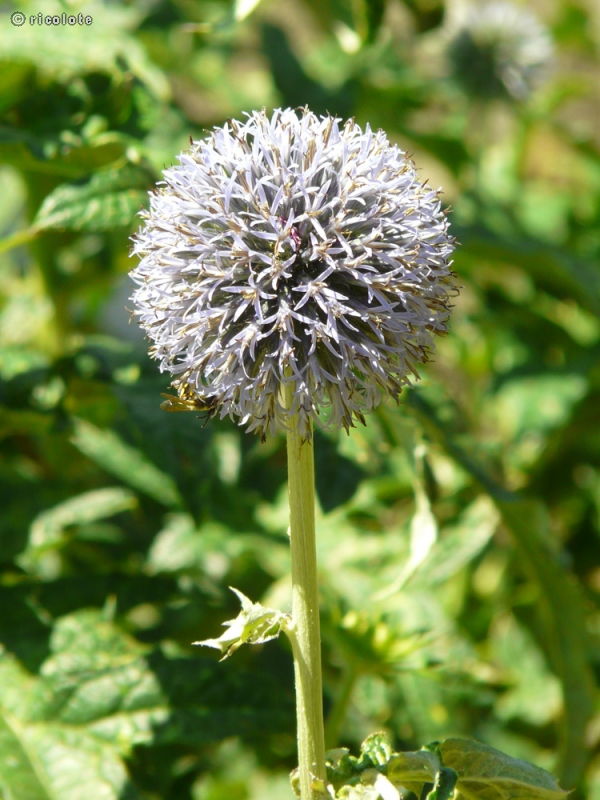  - Echinops ritro - 