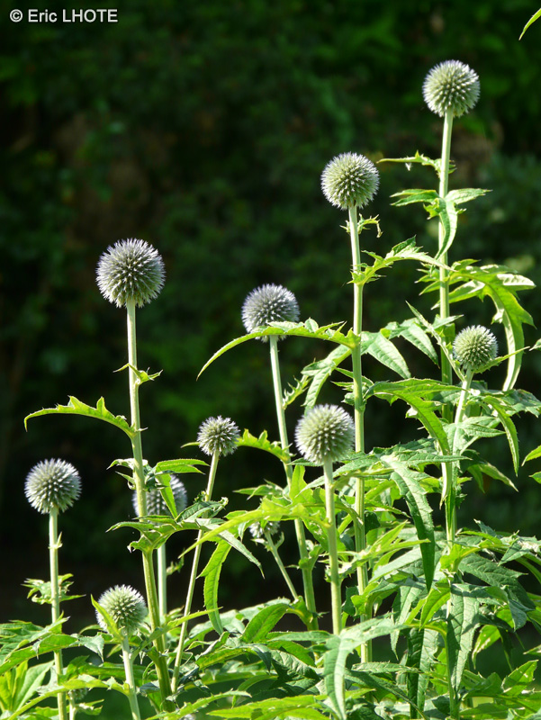 Asteraceae - Echinops ritro - Chardon bleu