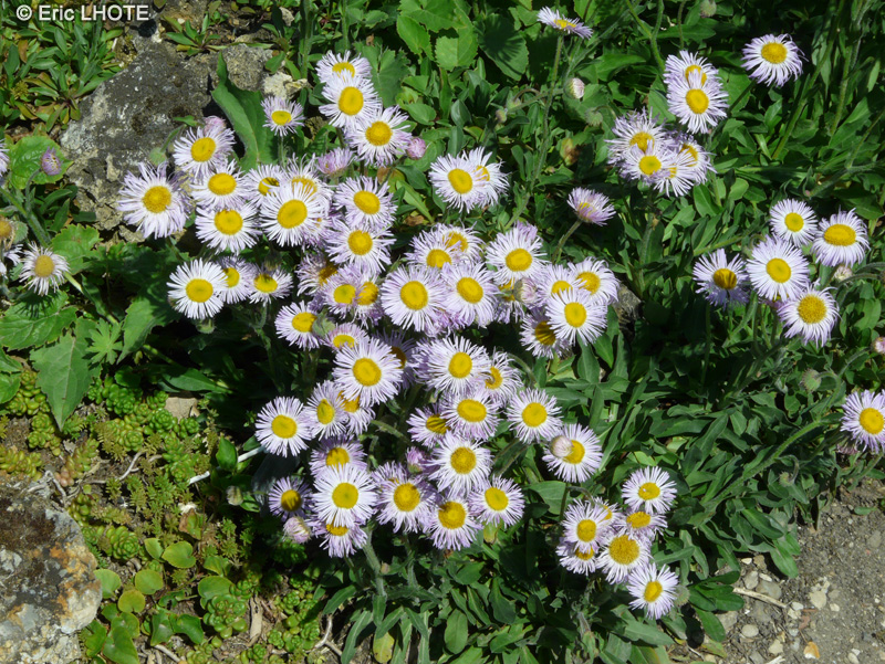  - Erigeron speciosus Mauve - 