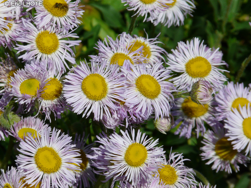 Asteraceae - Erigeron speciosus Mauve - Erig&eacute;ron, Vergerette