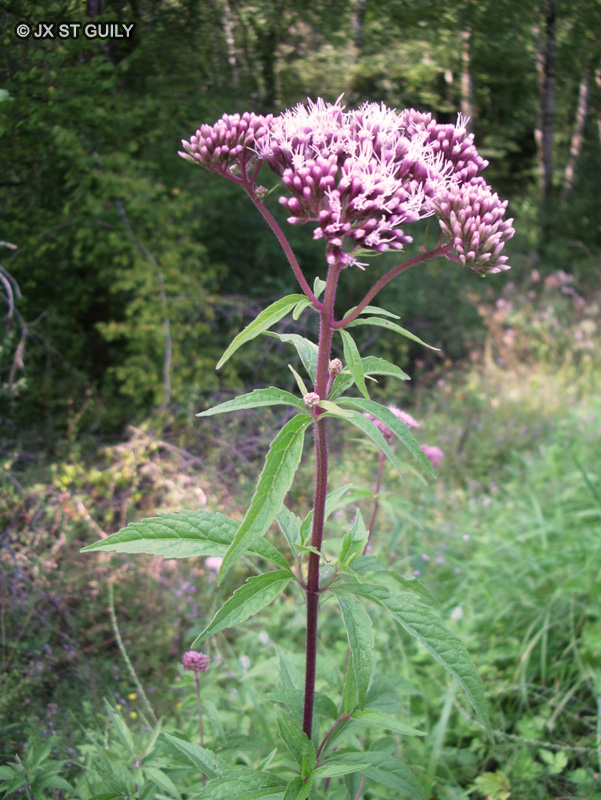 Asteraceae - Eupatorium cannabinum - Eupatoire chanvrine, Eupatoire &agrave; feuilles de Chanvre