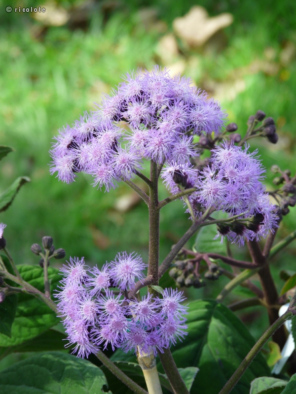 Asteraceae - Eupatorium sordidum, Bartlettina sordida - Eupatoire, Bartlettina