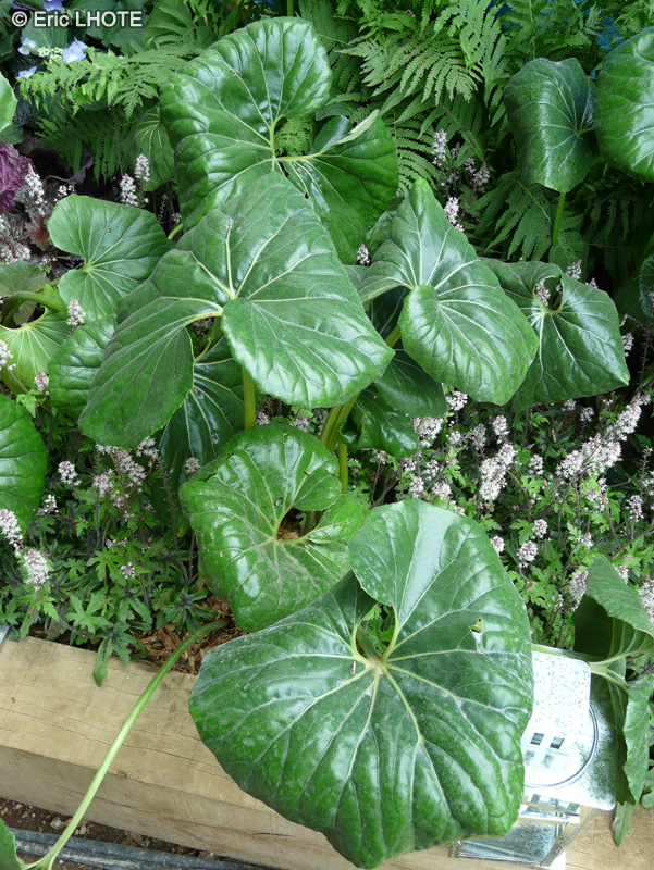  - Farfugium japonicum, Farfugium tussilagineum, Ligularia tussilaginea - 