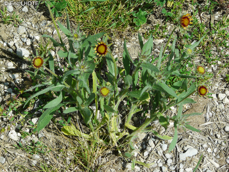  - Gaillardia aristata - 