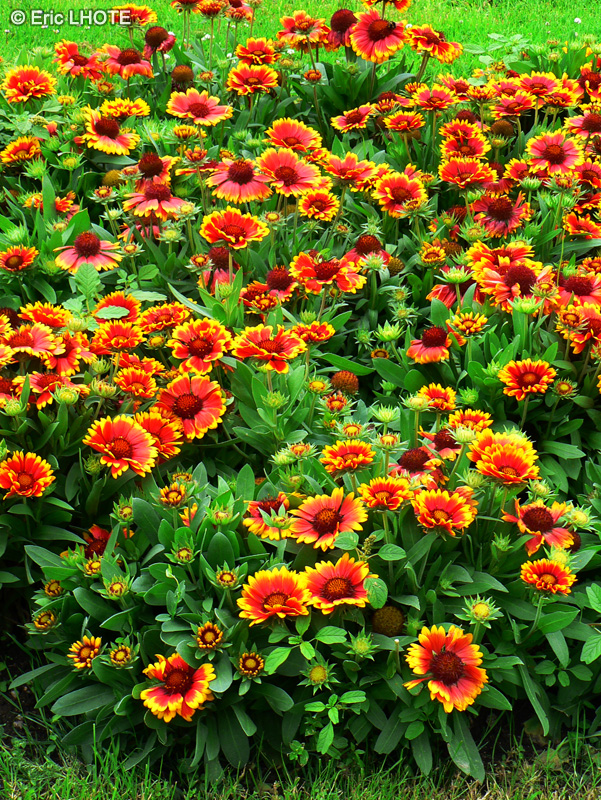 Asteraceae - Gaillardia aristata pursh - Gaillarde