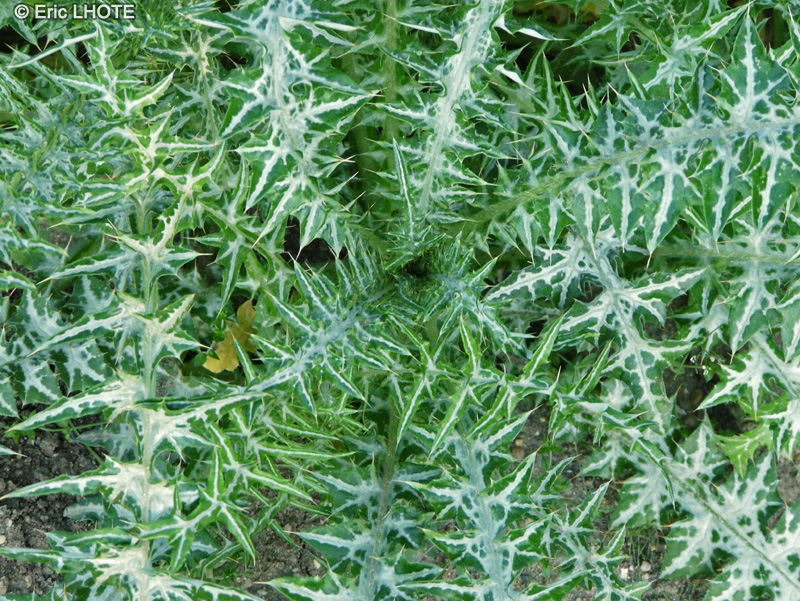  - Galactites elegans, Galactites tomentosa - 
