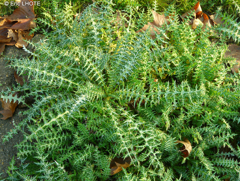  - Galactites elegans, Galactites tomentosa - 