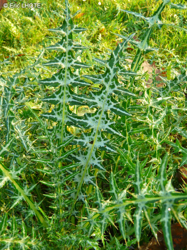  - Galactites elegans, Galactites tomentosa - 