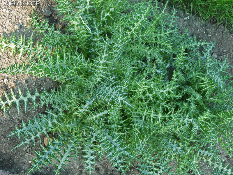 Asteraceae - Galactites elegans, Galactites tomentosa - Chardon laiteux, Galactite cotonneux, Galactitès