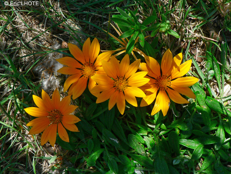  - Gazania rigens - 