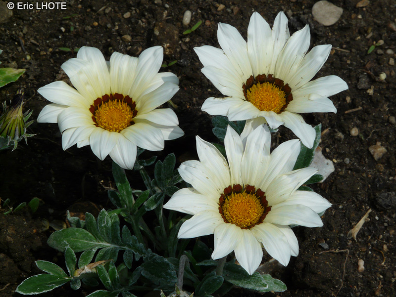  - Gazania rigens Daybreak - 