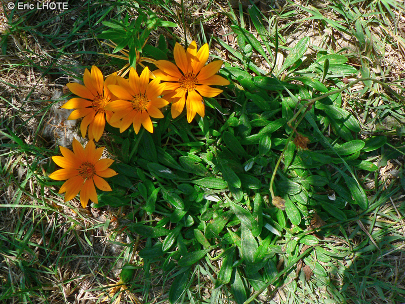 Asteraceae - Gazania rigens - Gazania