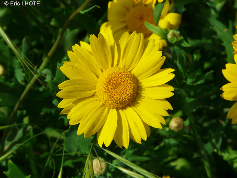  - Glebionis segetum, Chrysanthemum segetum - 