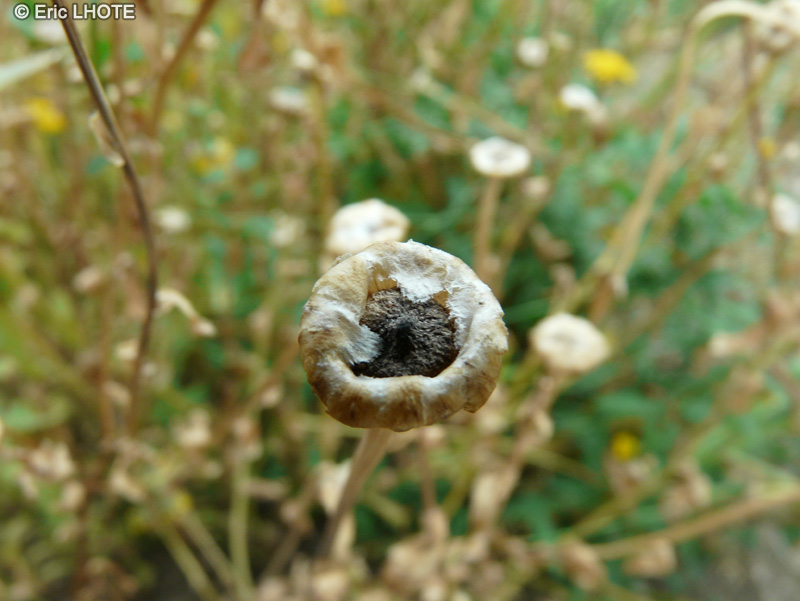  - Glebionis segetum, Chrysanthemum segetum - 