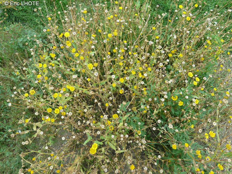  - Glebionis segetum, Chrysanthemum segetum - 