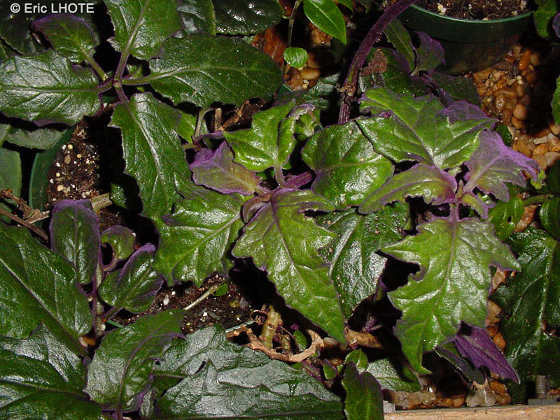 Asteraceae - Gynura aurantiaca - Gynura