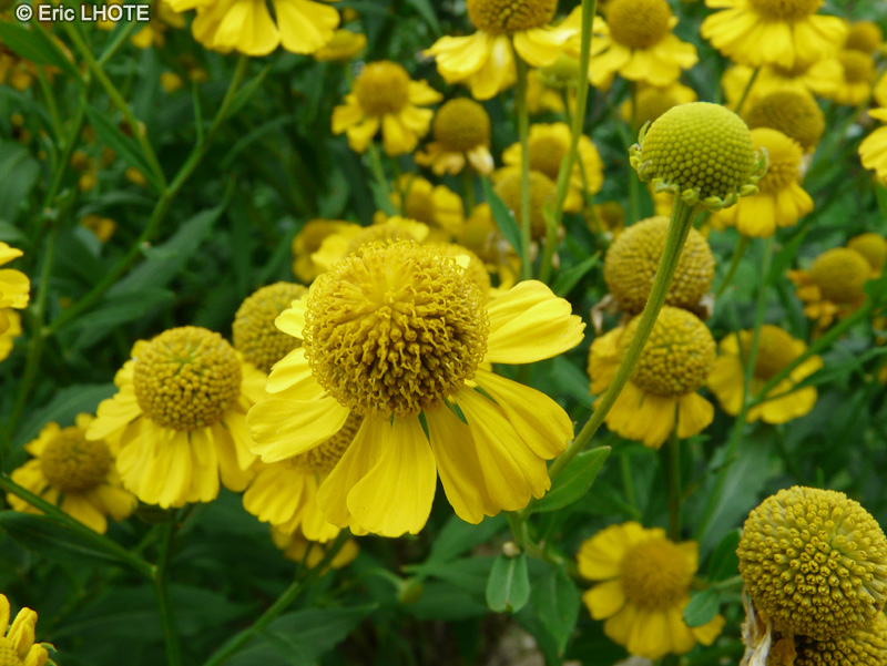  - Helenium autumnale - 