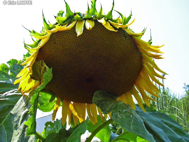  - Helianthus annuus - 