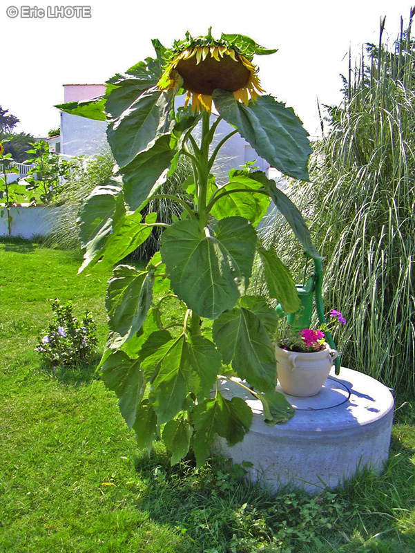 Asteraceae - Helianthus annuus - Tournesol