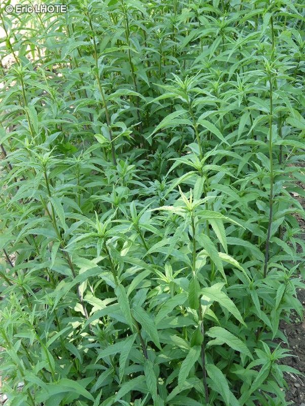 Asteraceae - Helianthus giganteus - Tournesol g&eacute;ant