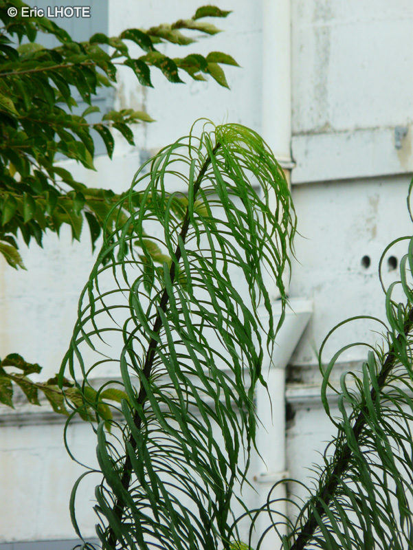  - Helianthus salicifolius - 