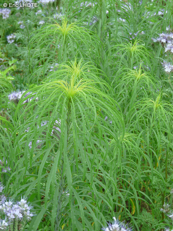  - Helianthus salicifolius - 