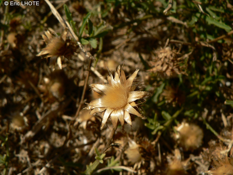  - Helichrysum stoechas - 