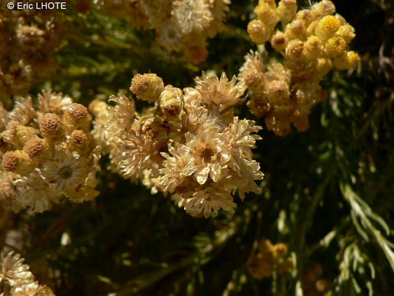  - Helichrysum stoechas - 