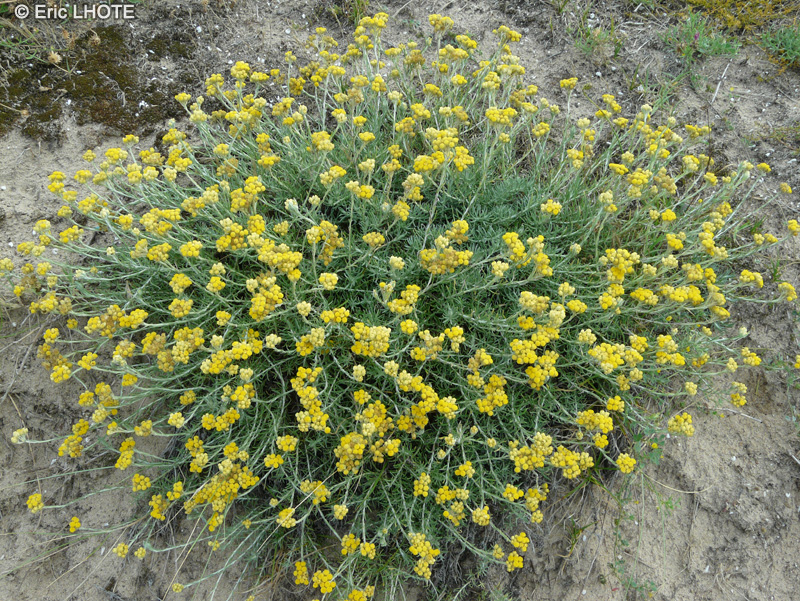  - Helichrysum stoechas - 