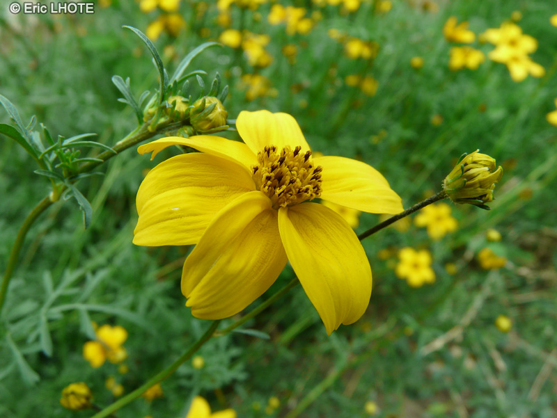  - Heterospermum xanti - 