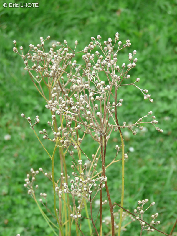  - Hieracium argillaceum - 