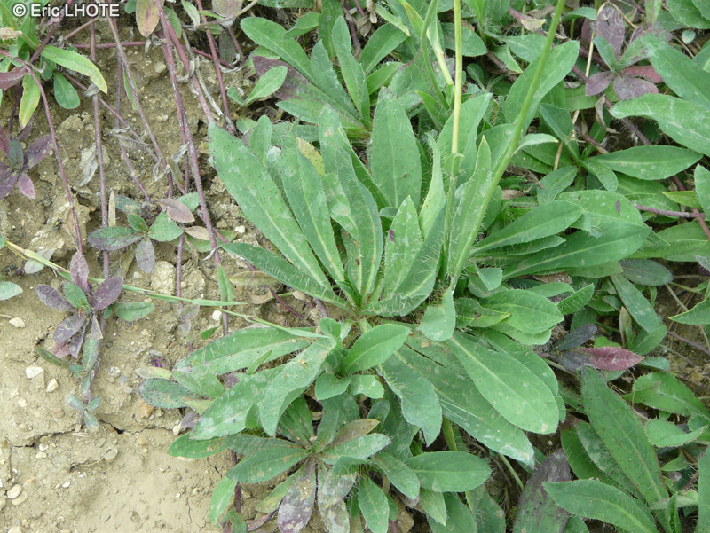 Asteraceae - Hieracium argillaceum - Epervi&egrave;re de Lachenal