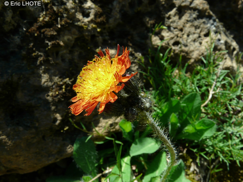 - Hieracium aurantiacum - 