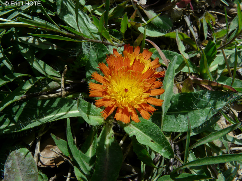  - Hieracium aurantiacum - 