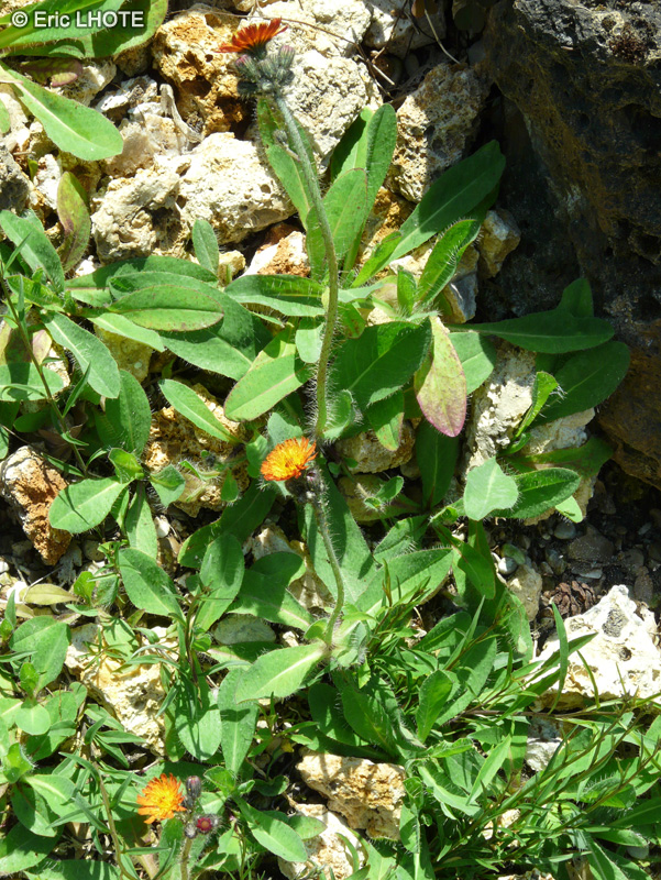 Asteraceae - Hieracium aurantiacum - Piloselle orang&eacute;e, Epervi&egrave;re orang&eacute;e