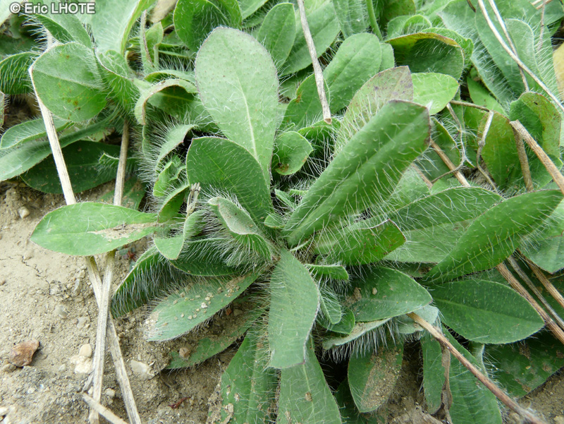 - Hieracium bupleuroides - 