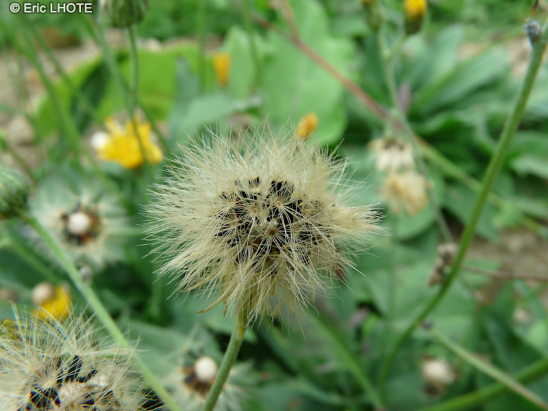  - Hieracium caesium - 