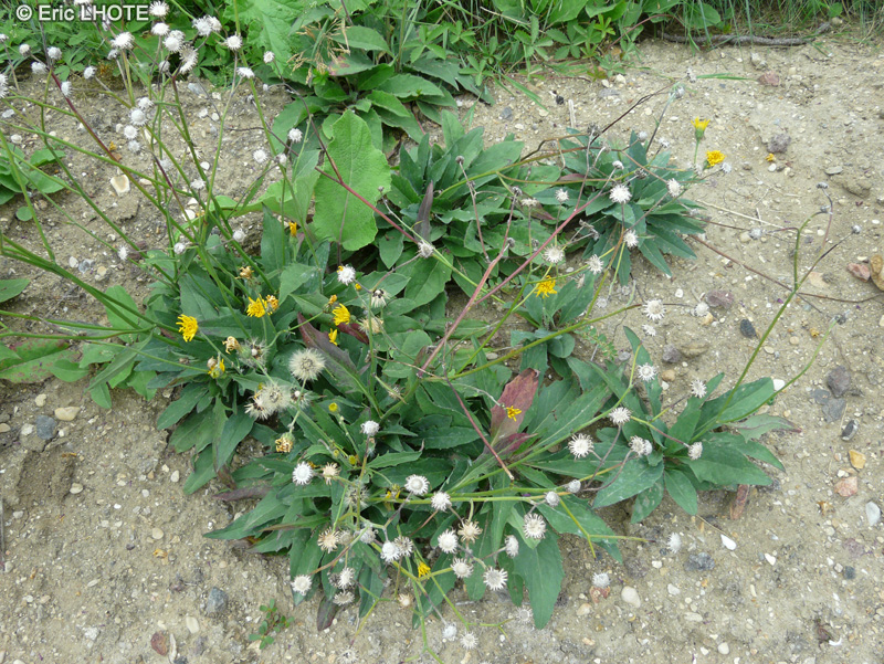Asteraceae - Hieracium caesium - Epervi&egrave;re bleue